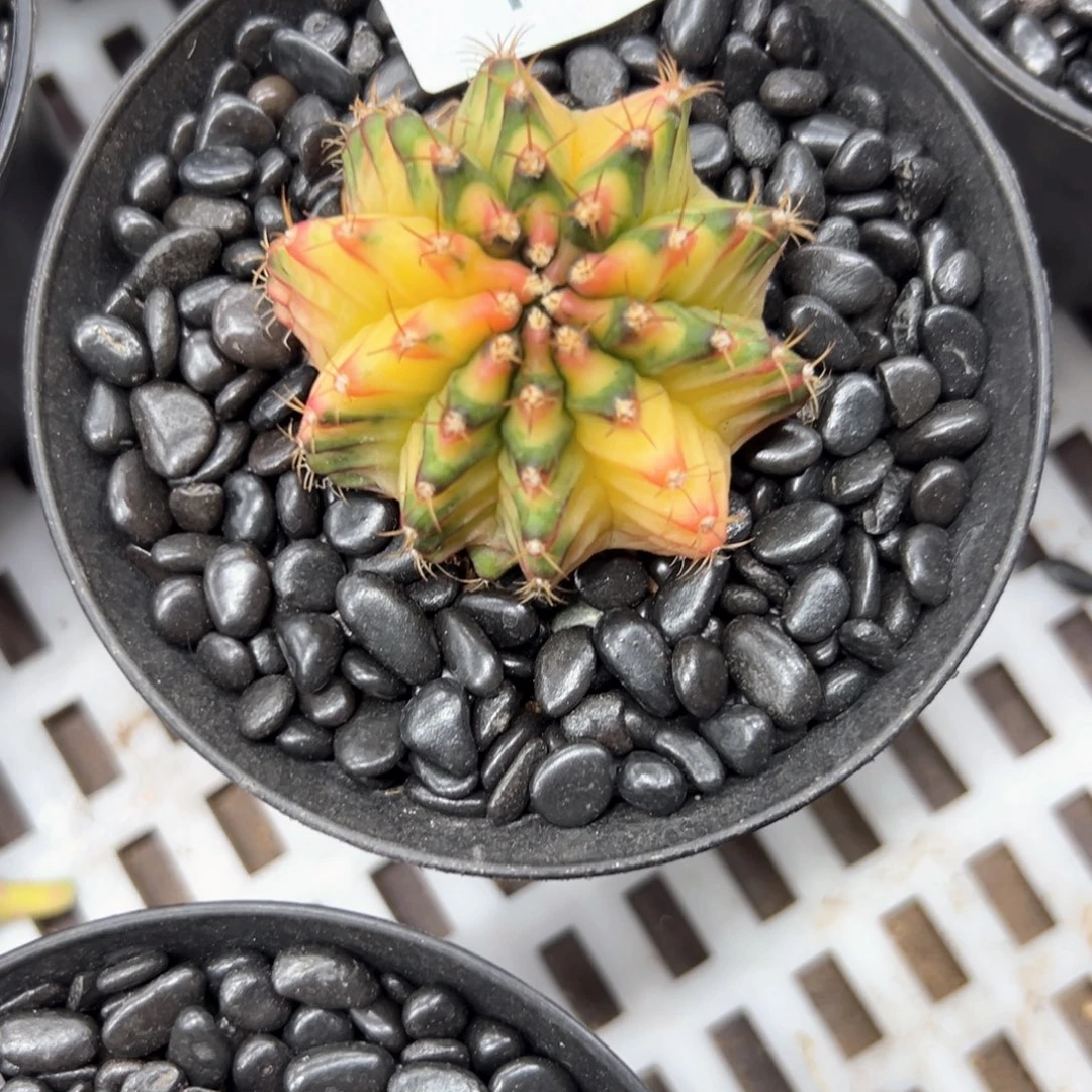 D***远477号米哈仙人球多肉植物