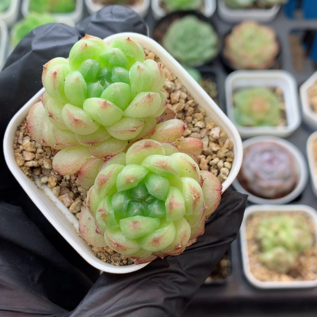 58包邮  群生不包整148