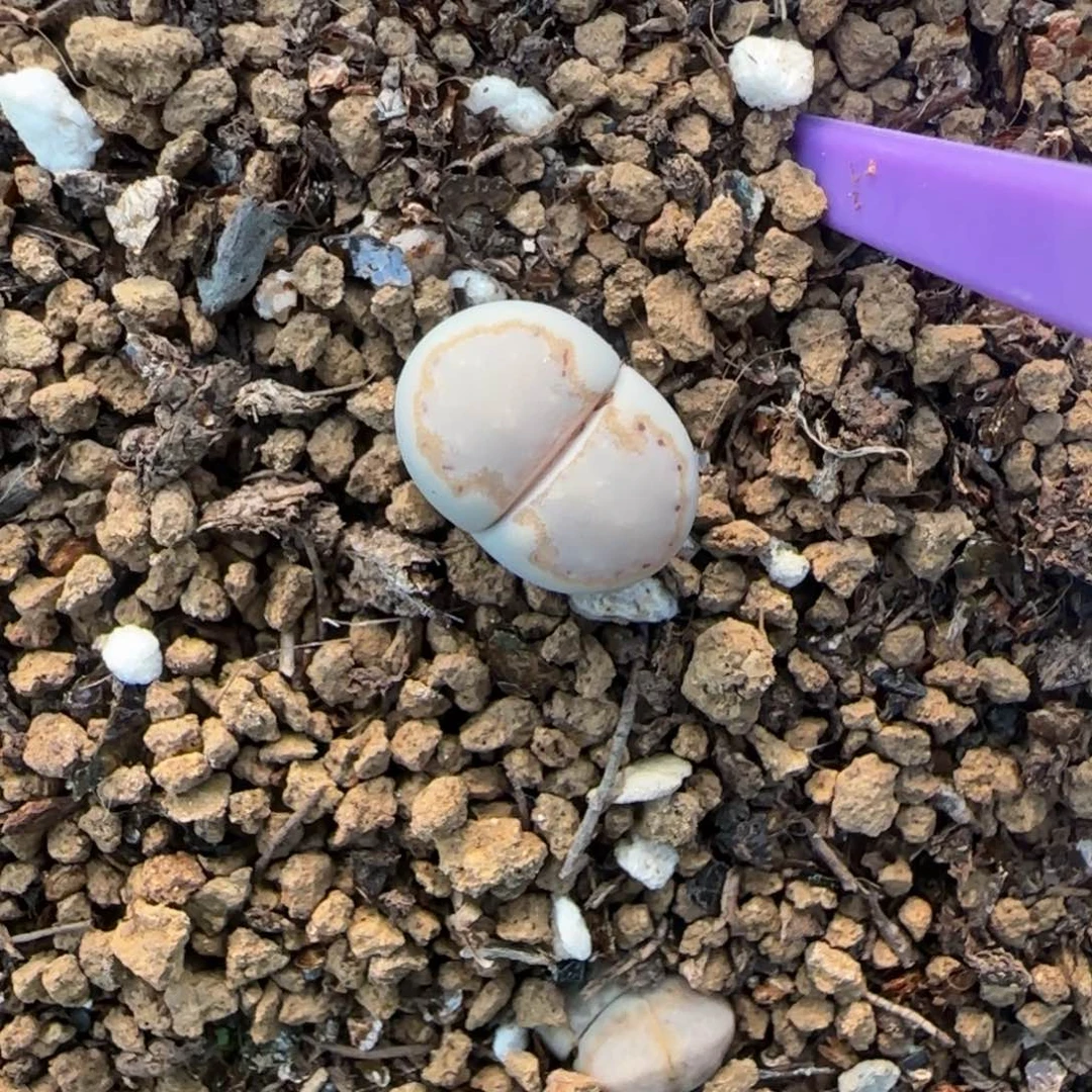 003二蜕饼干216大棚直播