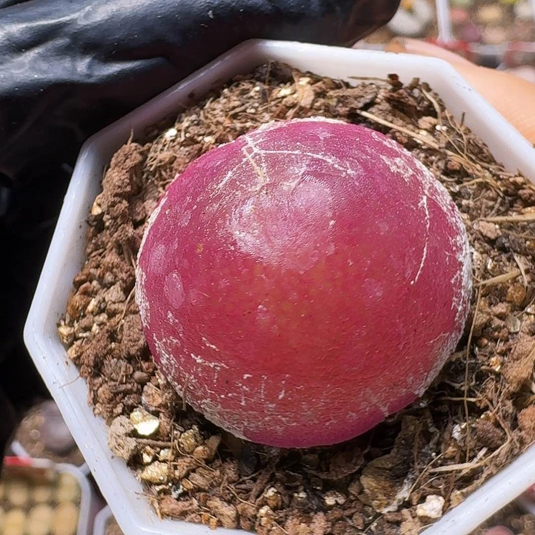 琴***好生石花1111111。   187