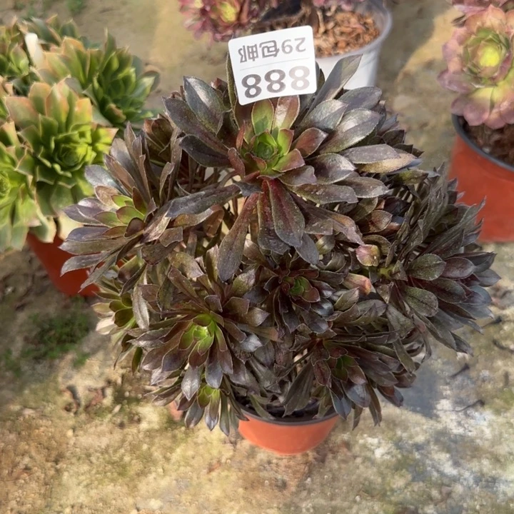 灰法师……多肉植物……