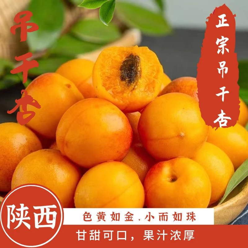 正宗吊干杏色黄如金小而如珠果汁浓厚甘甜可口新鲜采摘产地直发