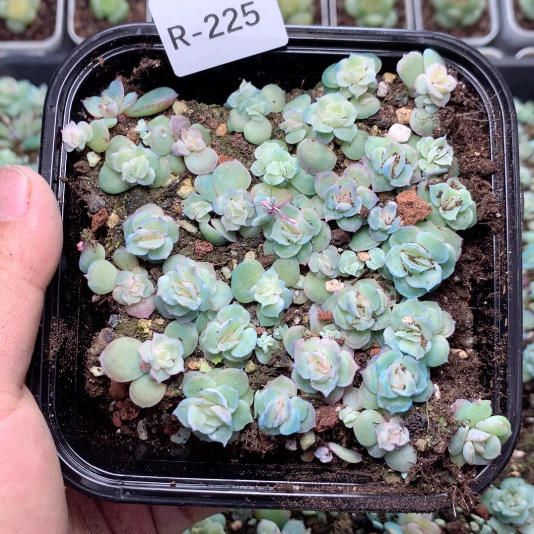 无花朵R225英语英语