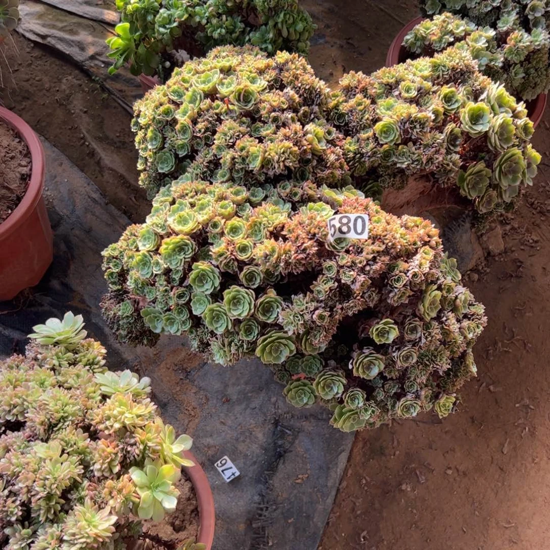 万朵有伤580冠服50厘米