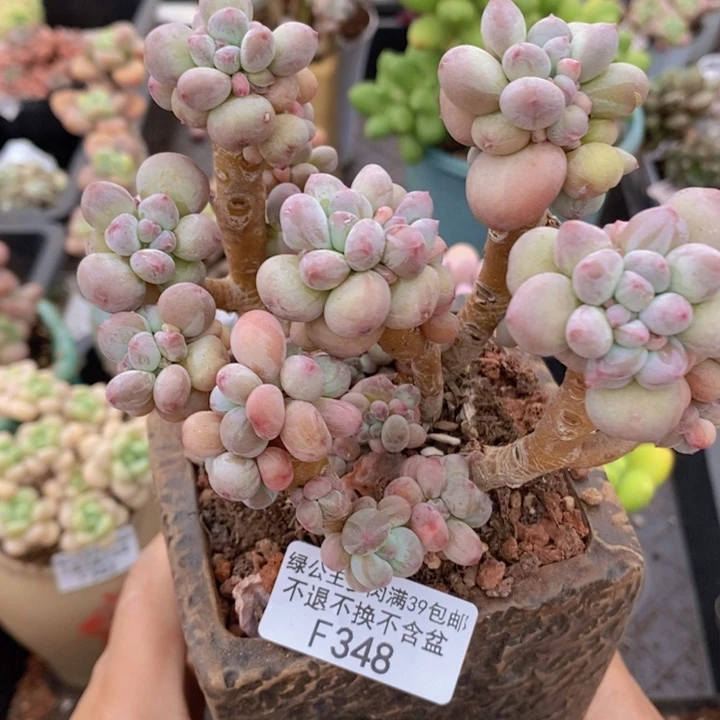 苹果奶10cm348多肉植物