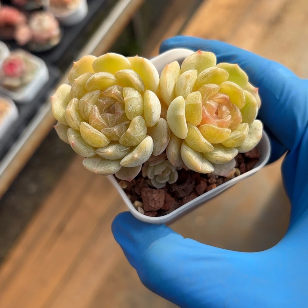 双头白恋一物一拍