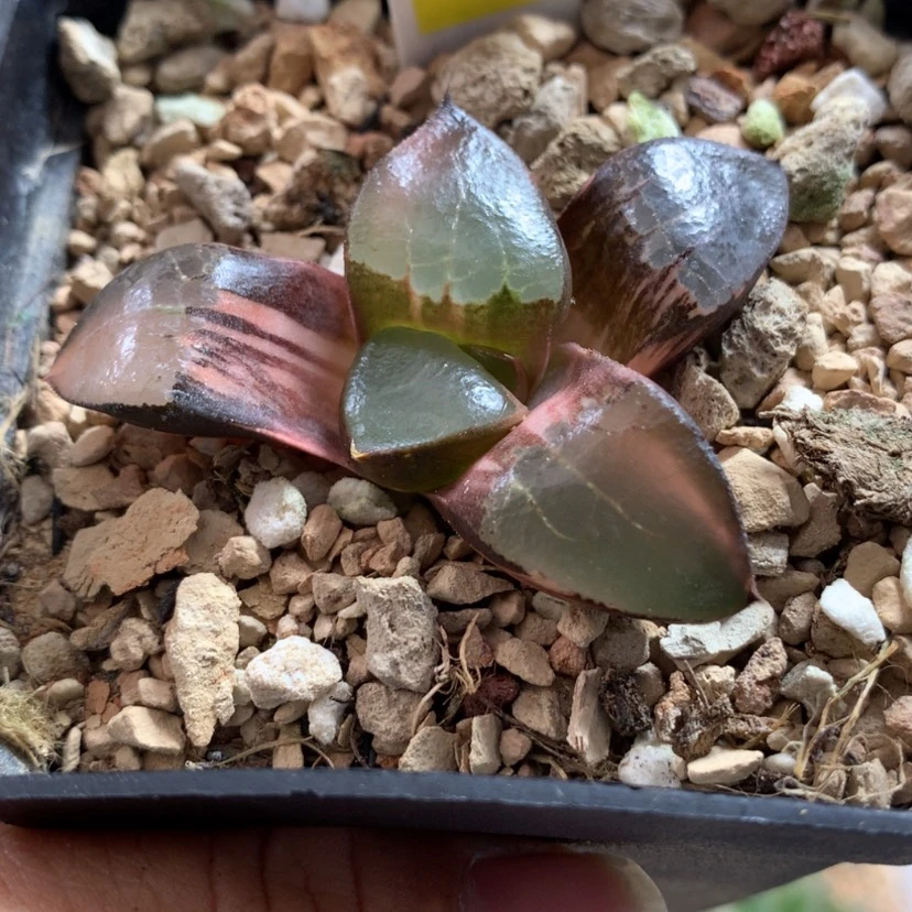 【闪购商品】238龙禧根弱