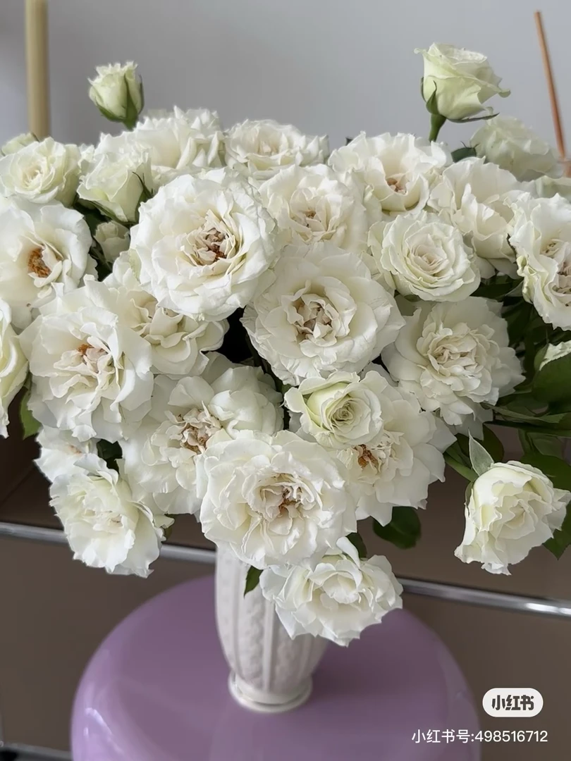 【玫瑰】白人鱼 任拍三单及以上包顺空鲜切花10支装%20不售后