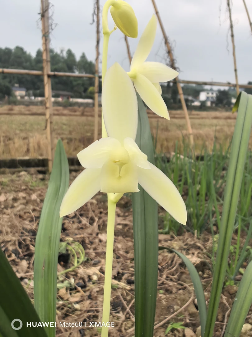 建兰，浩雪，浓香型兰花，两壮苗，室内阳台绿植花卉盆栽好养