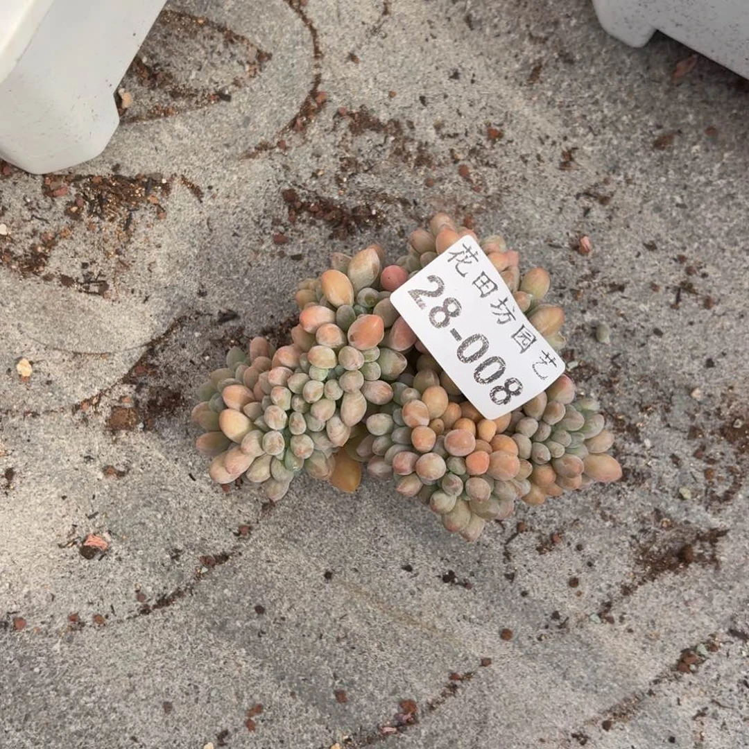 肉***两28.008汤圆缀化一个