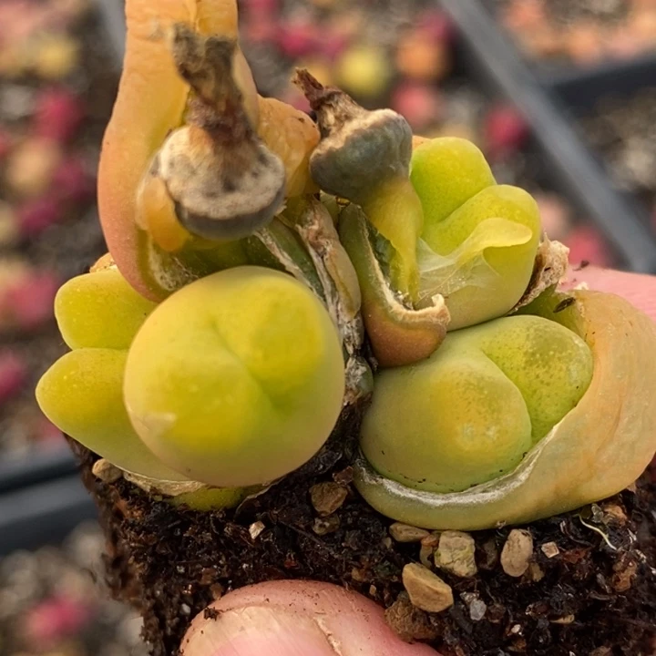 18116金黄四头一颗