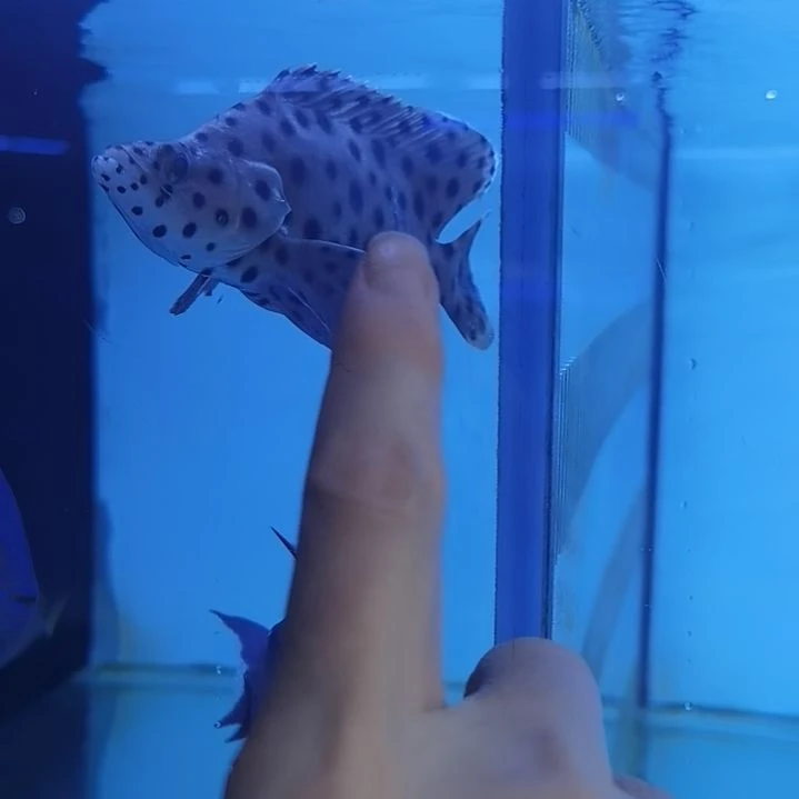 秒颗粒老鼠斑1条海水鱼