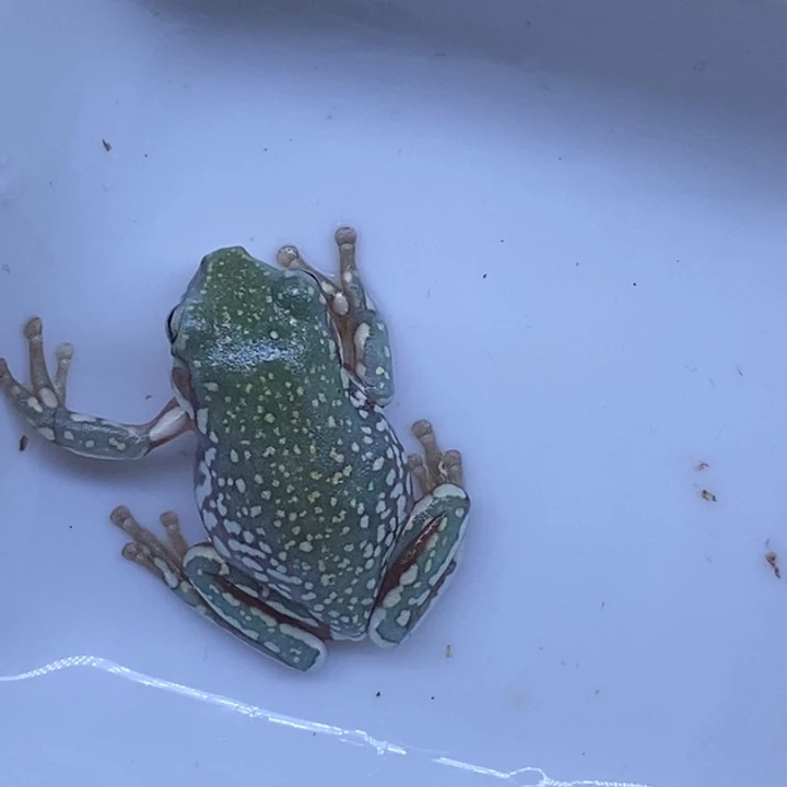 老爷树蛙澳蓝雪花11