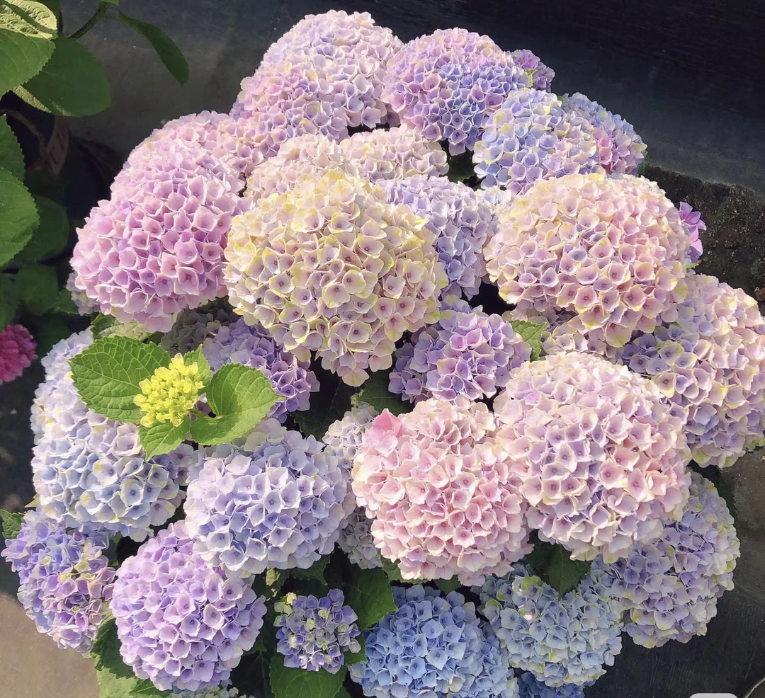 程程花园店-露天大花绣球【魔幻海洋】-桩子发货不带花