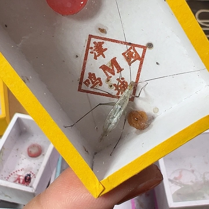 鸣虫一只包邮嗯嗯