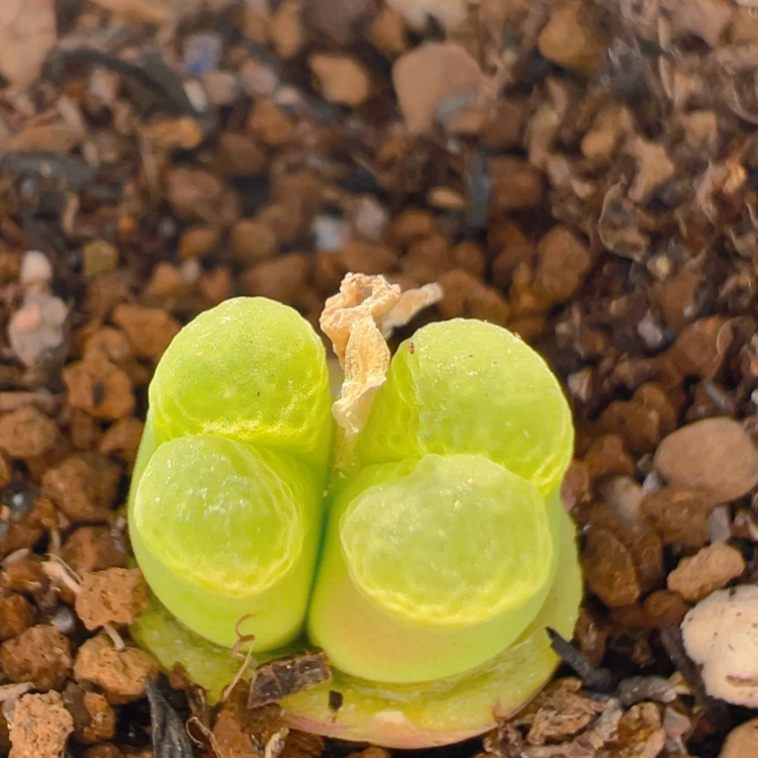 156多肉植物百科知识