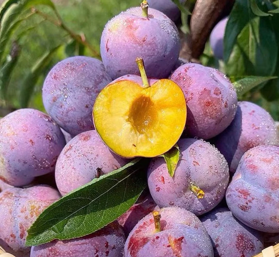 四川眉山五月脆现果现摘