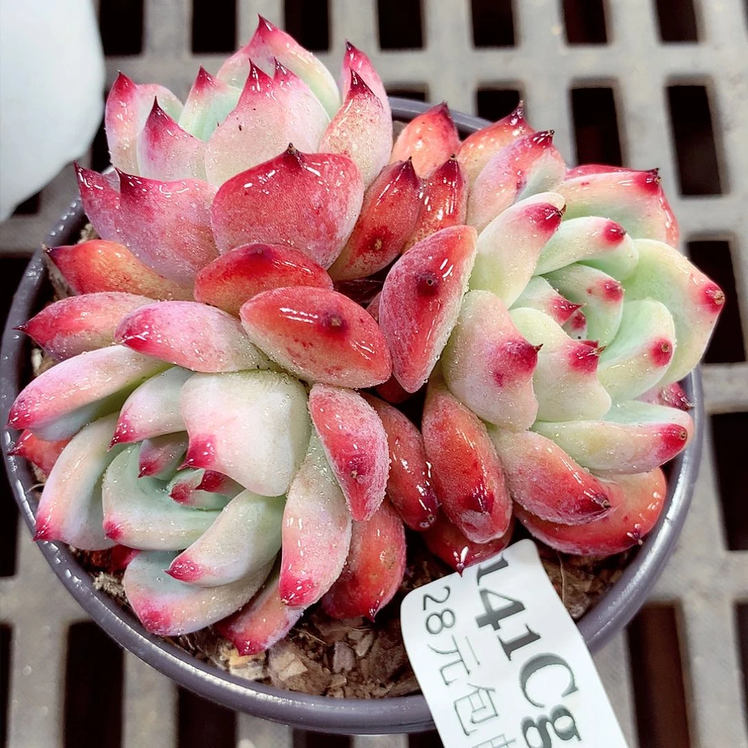 5厘米盆精控多肉141