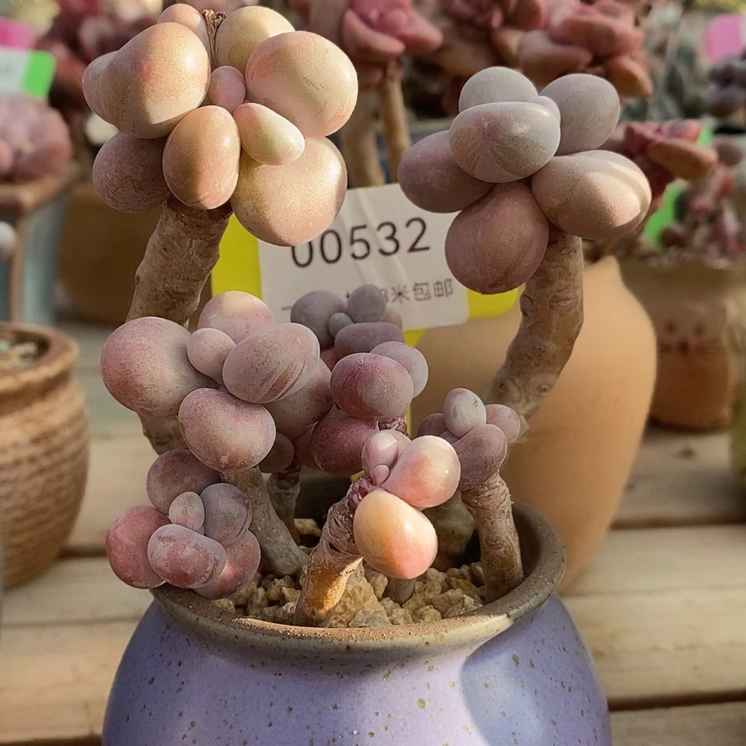 00532册里图魔芋我哦哦