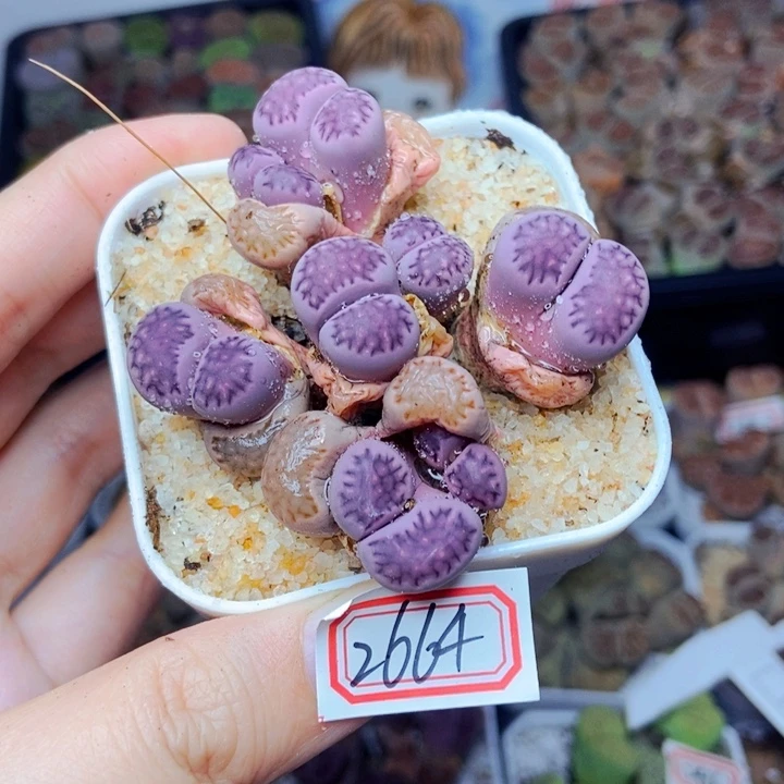 雪****8樱桃爱妃们的美肉