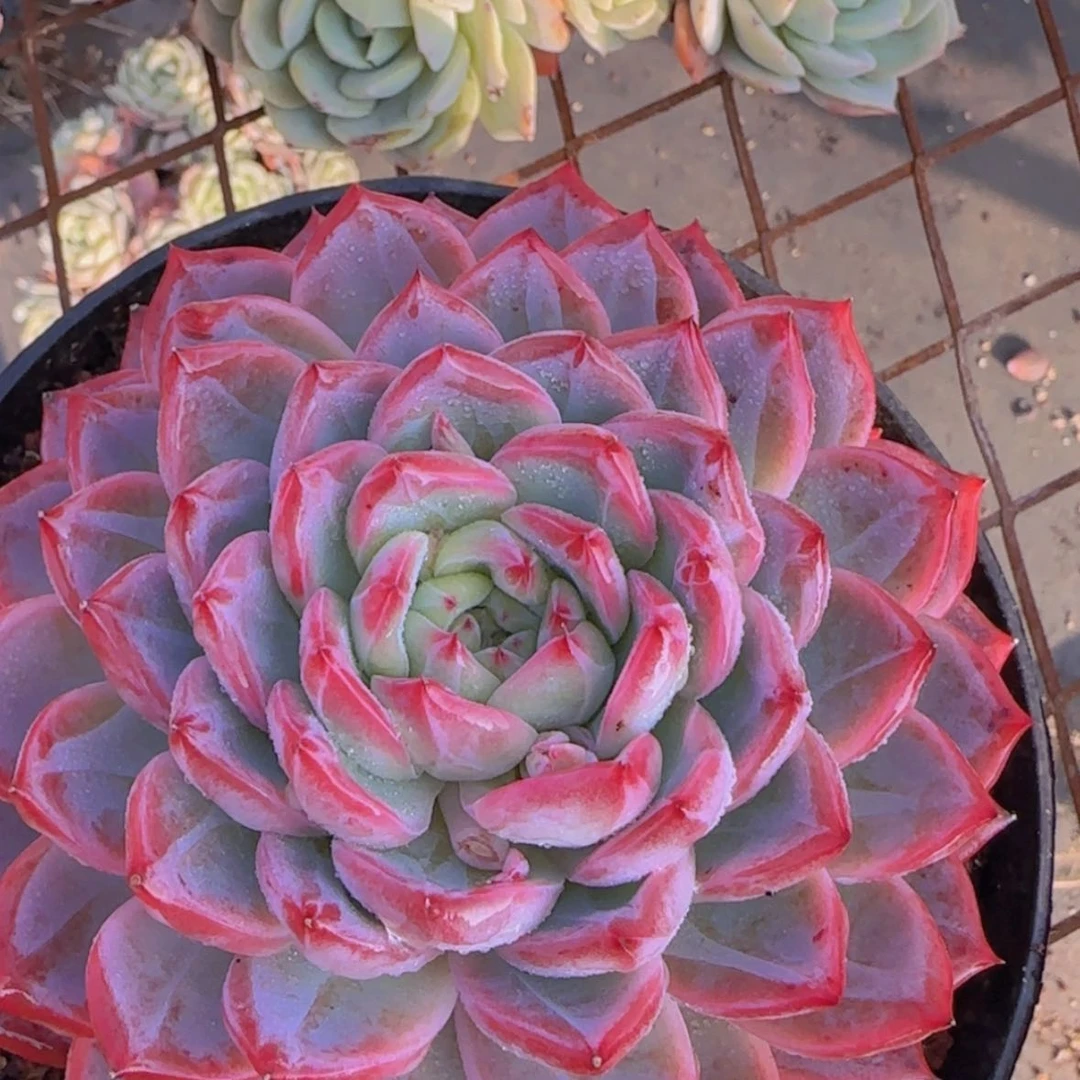 【闪购商品】母本模特红鸾