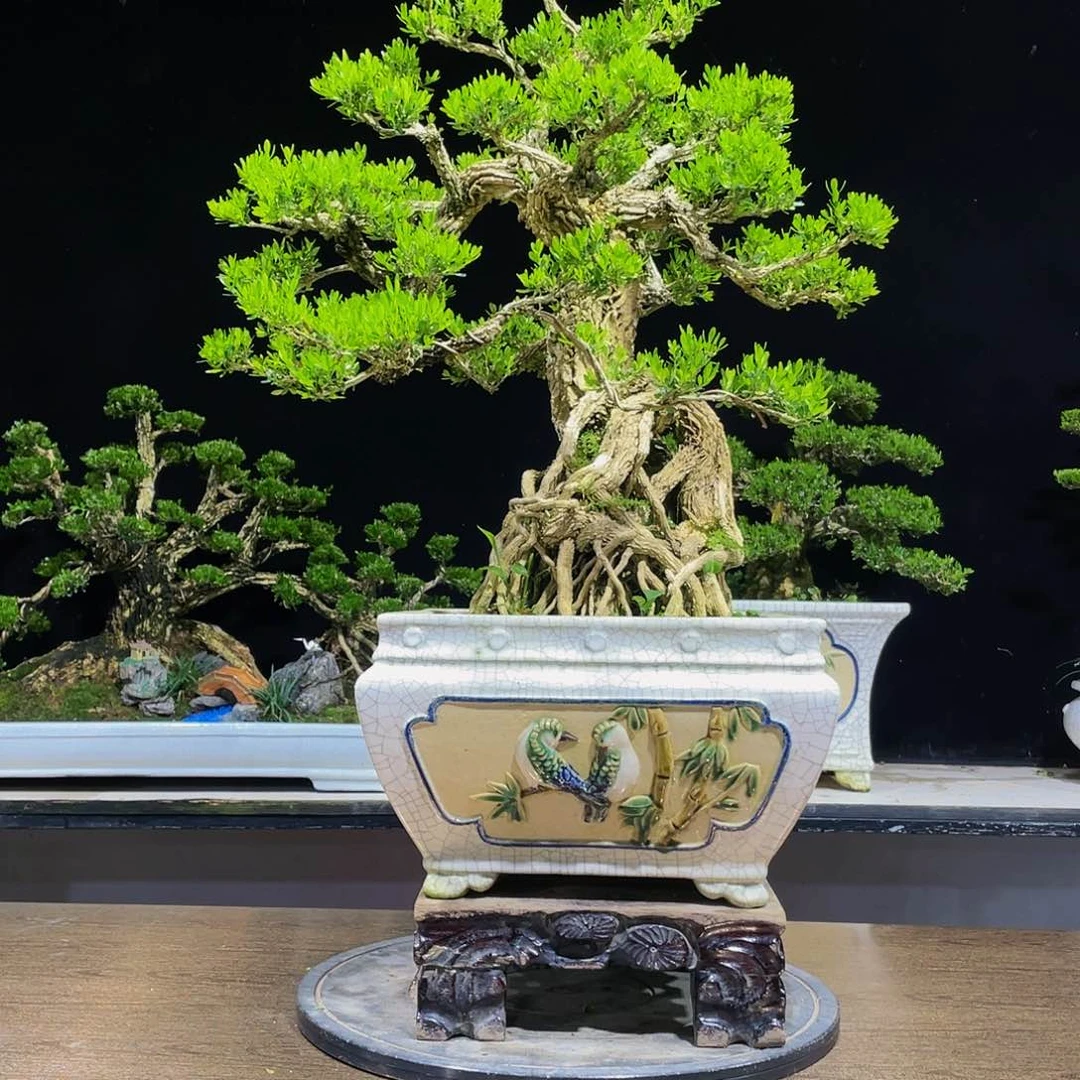 黄杨盆景四季常青