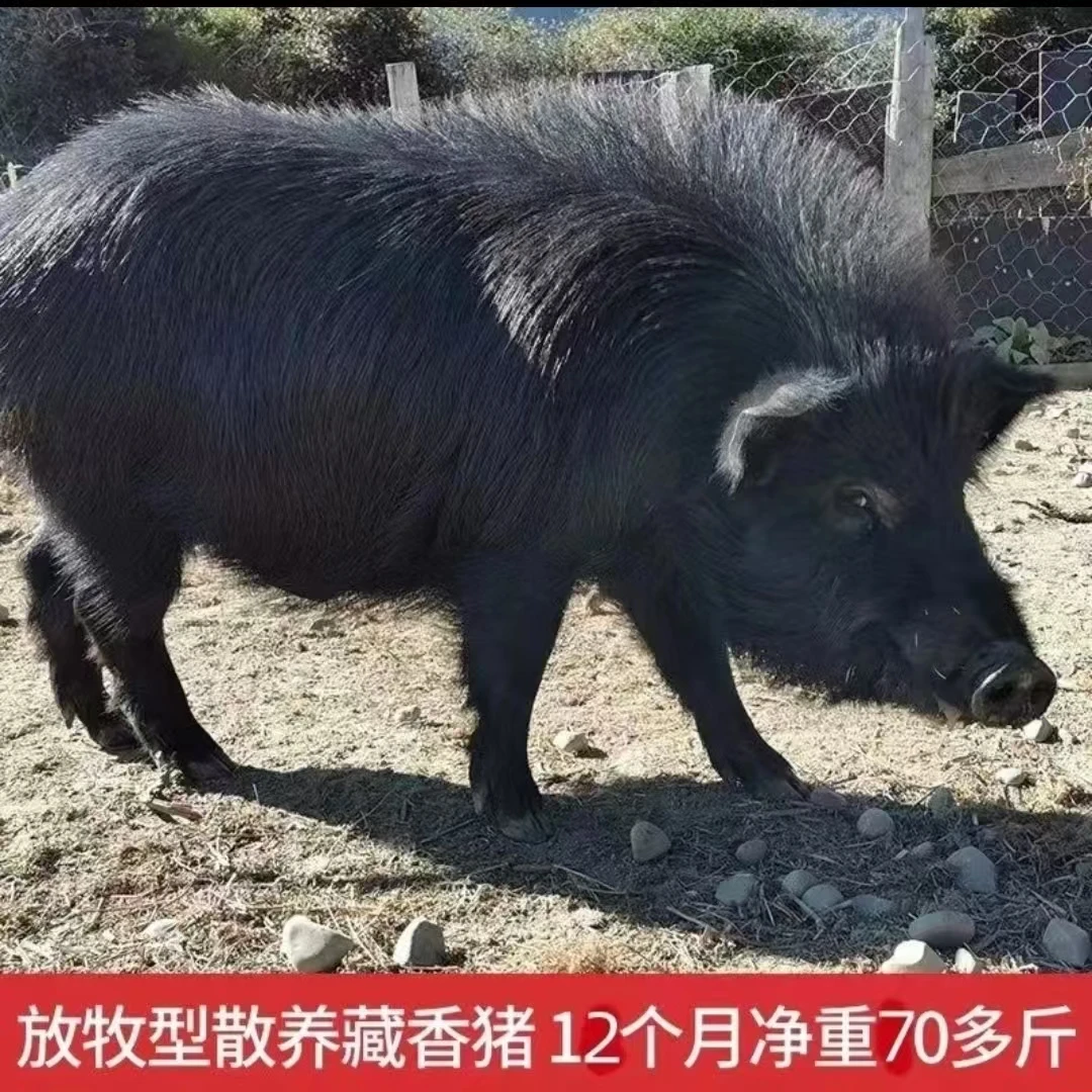 【现割现称】生态散养藏香猪肉质鲜嫩营养丰富8.5斤顺丰空冷包邮