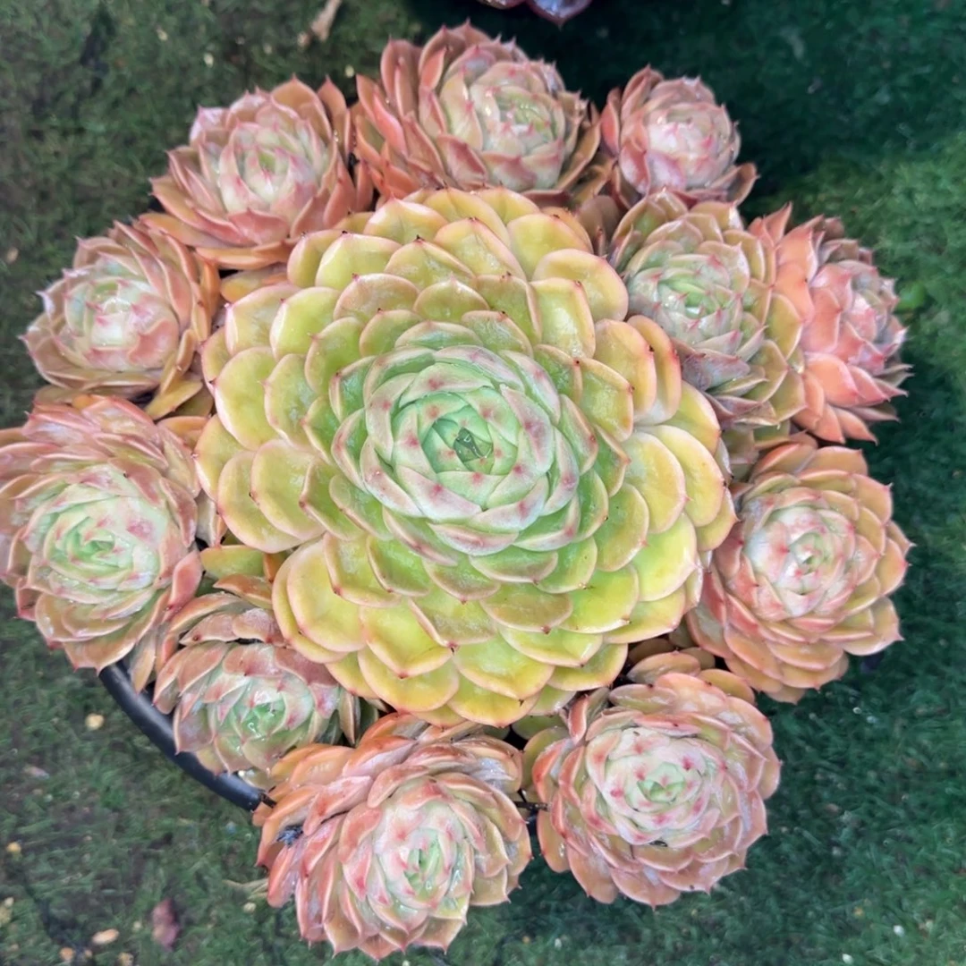 多肉植物多肉植物