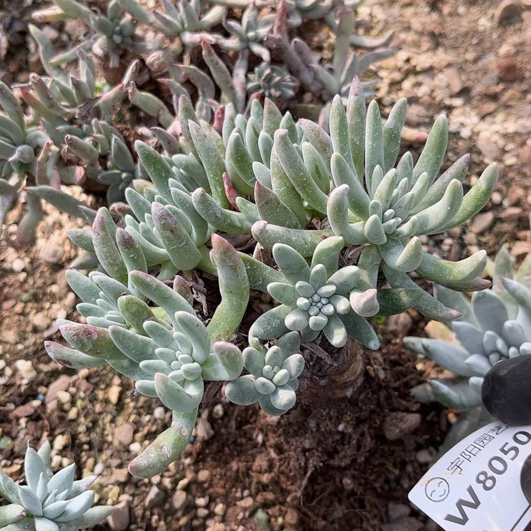 8050沃枯题仙女杯多肉