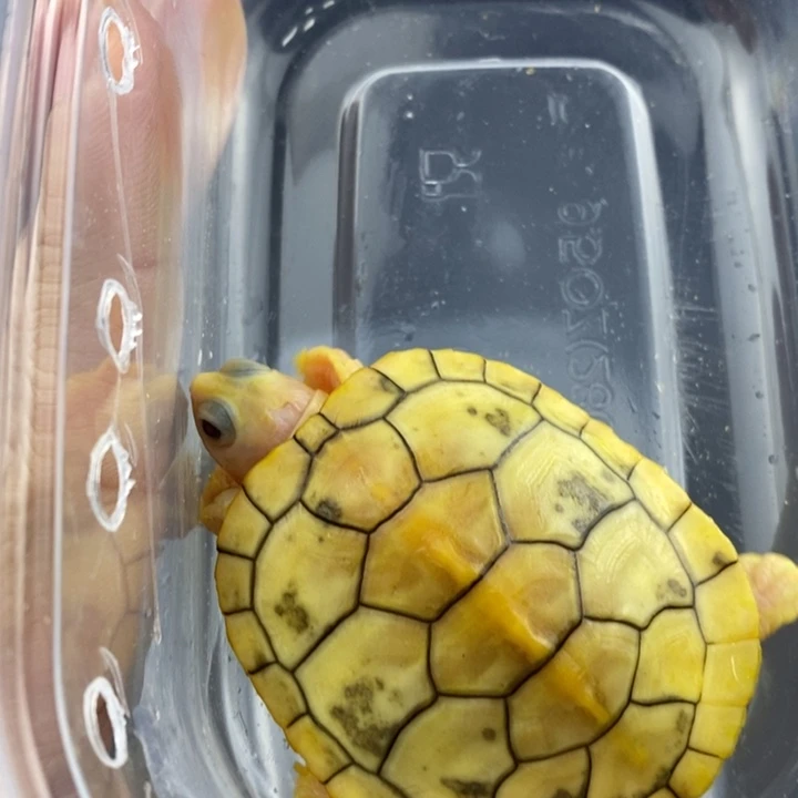 巴西彩龟母6666666