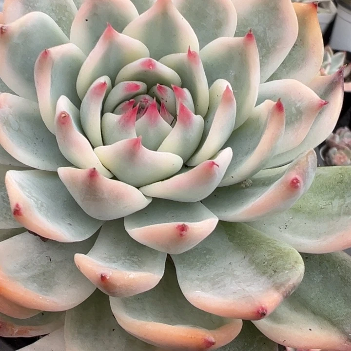 吉娃娃锦多肉植物1382