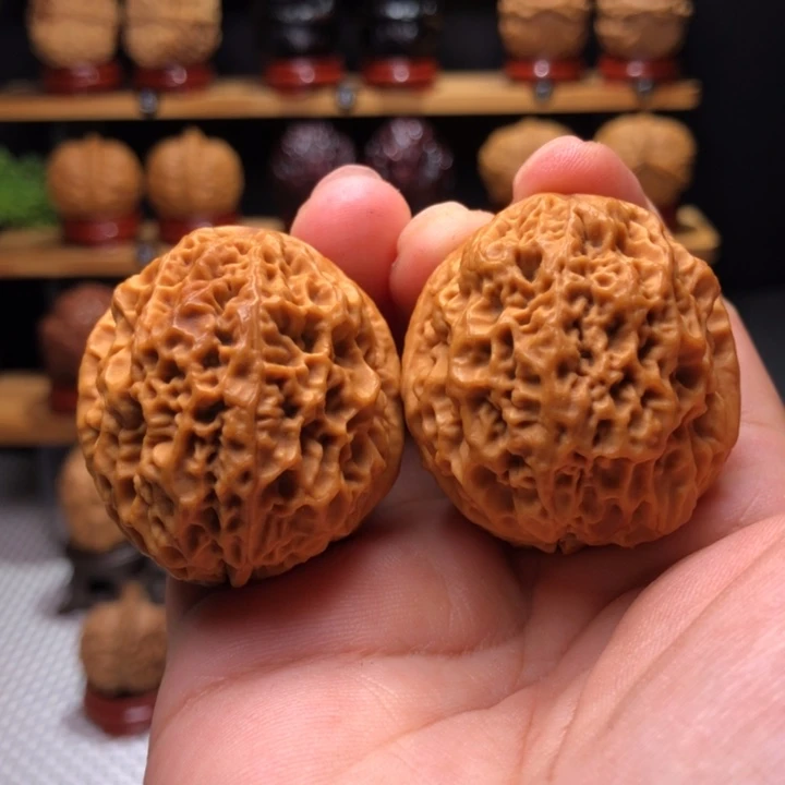 【闪购商品】P*D七星绣球5