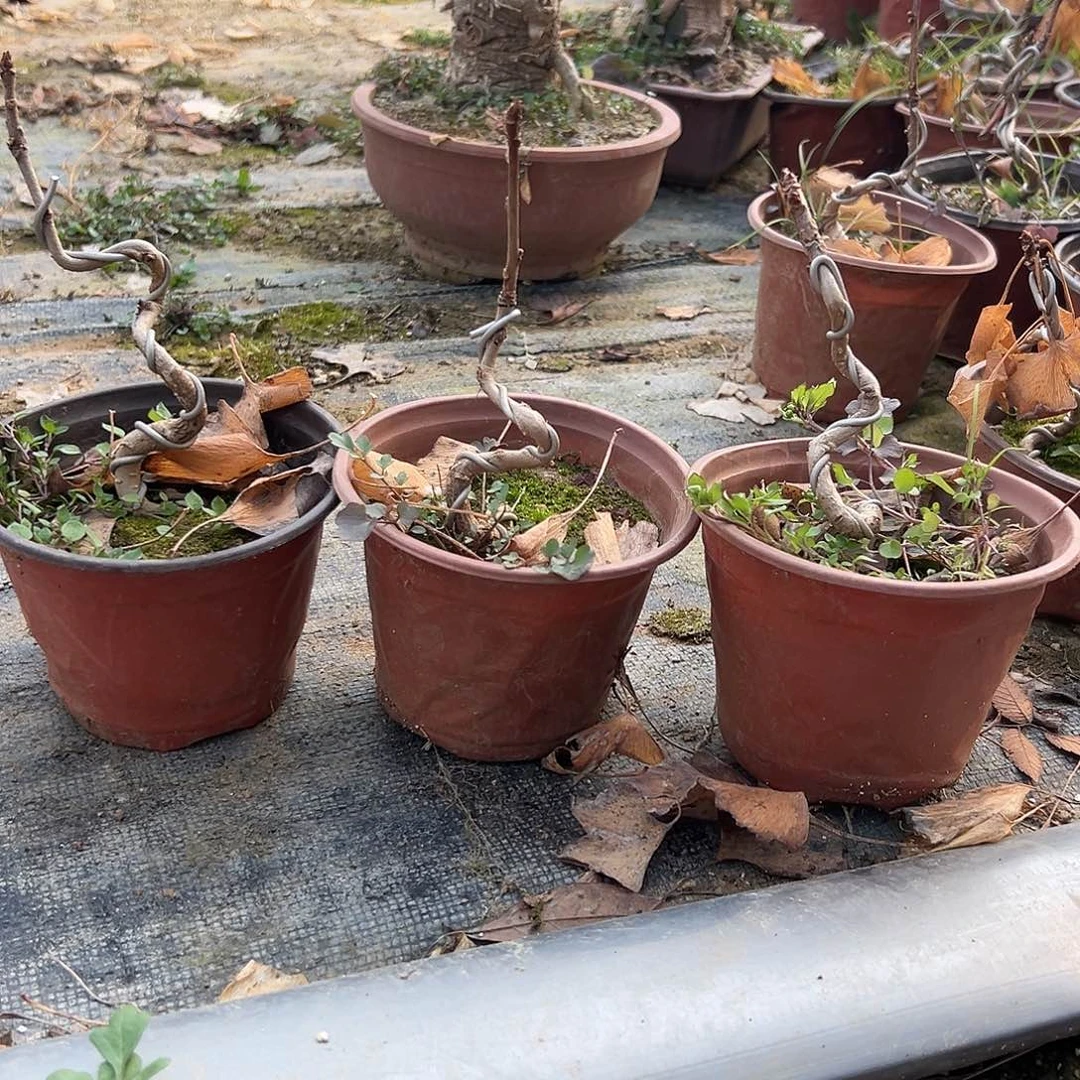 祥***瑞无花朵3颗银杏盆景