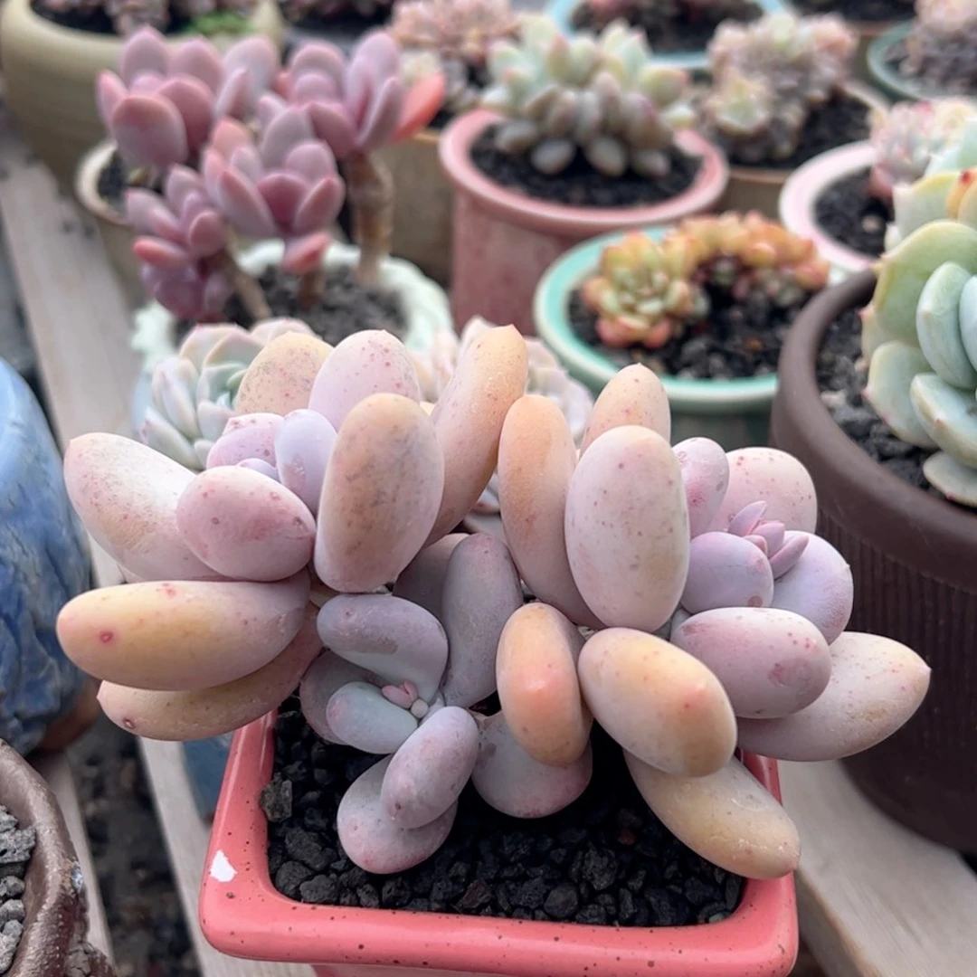 多肉植物多肉植物的日子