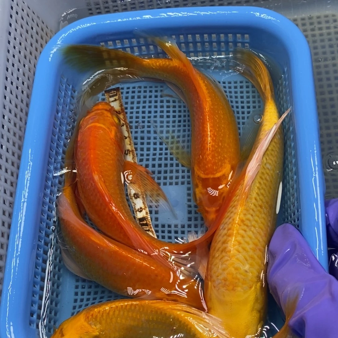 锦鲤冷水锦鲤包邮