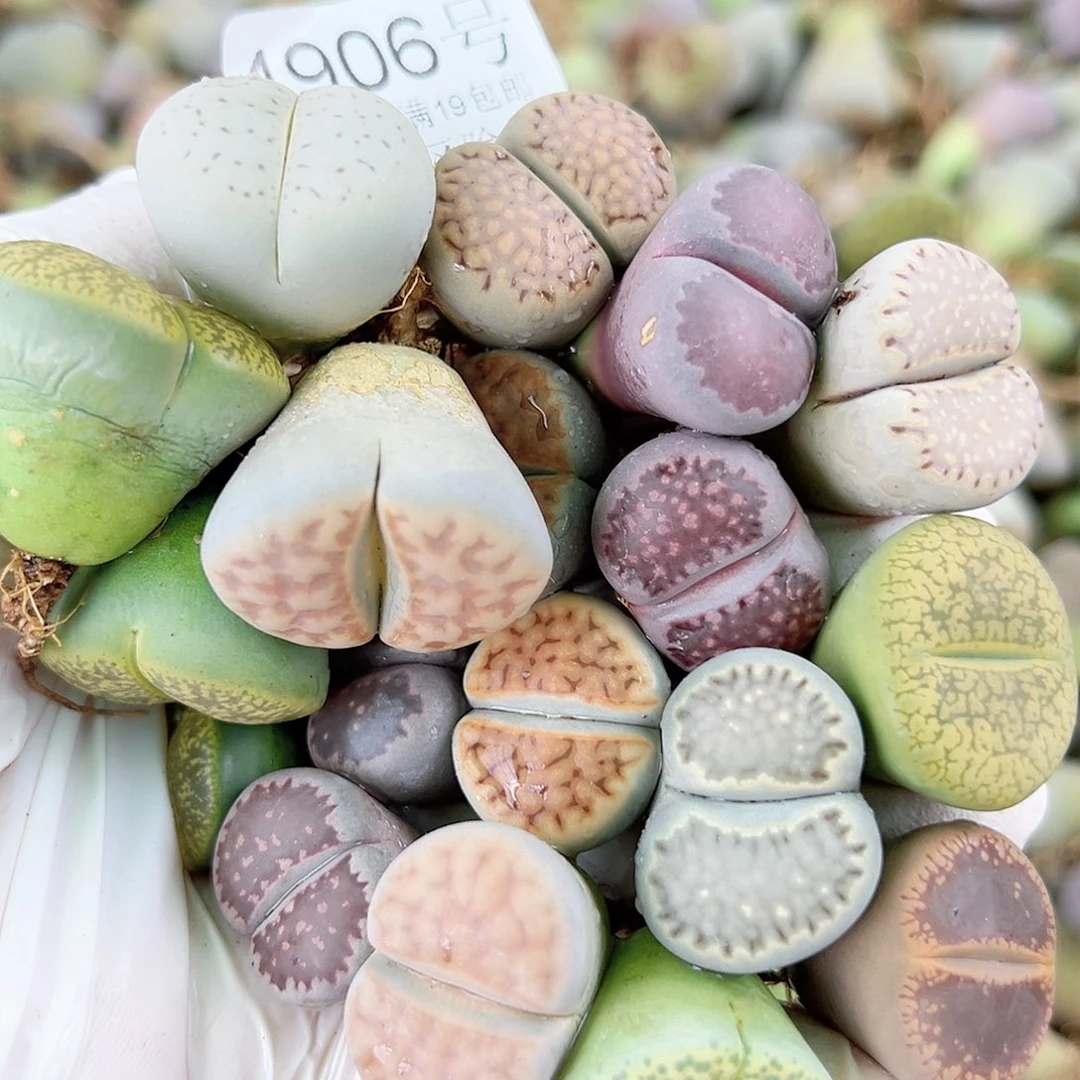 4906 好养易活生石花大母本20个