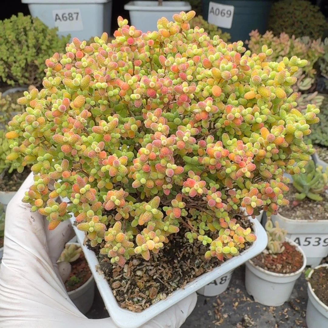 A853蜜橘糖球枝干