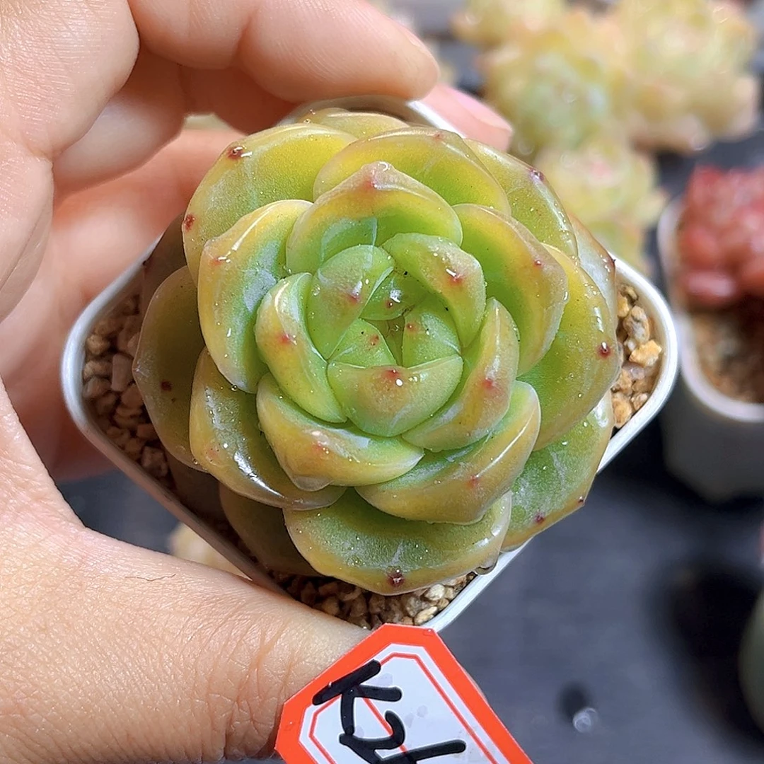 K269 胖体倾城珍妮 满18包邮