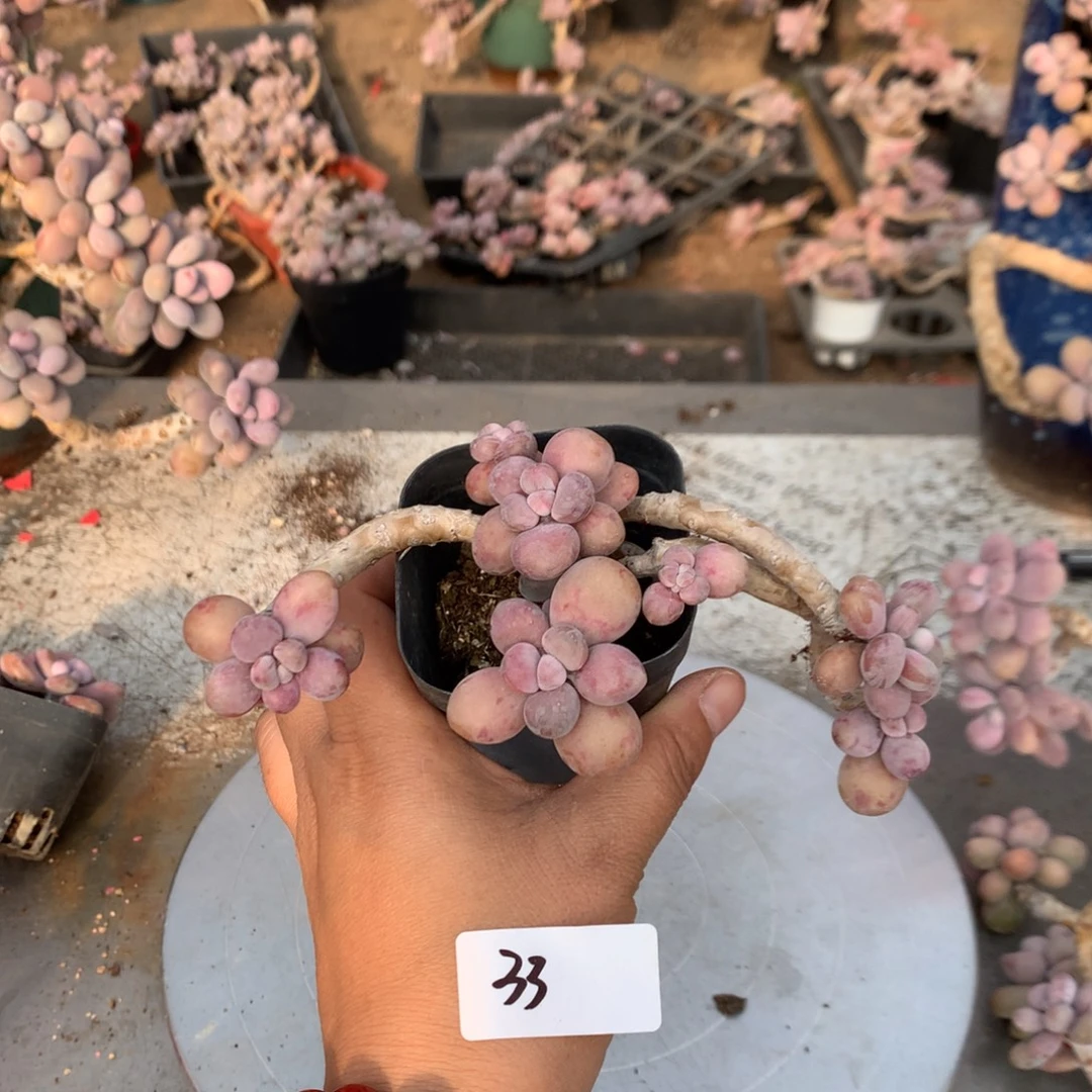 桃蛋老桩不带盆33号