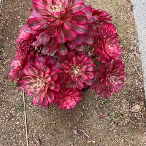 多肉植物白月光锦。