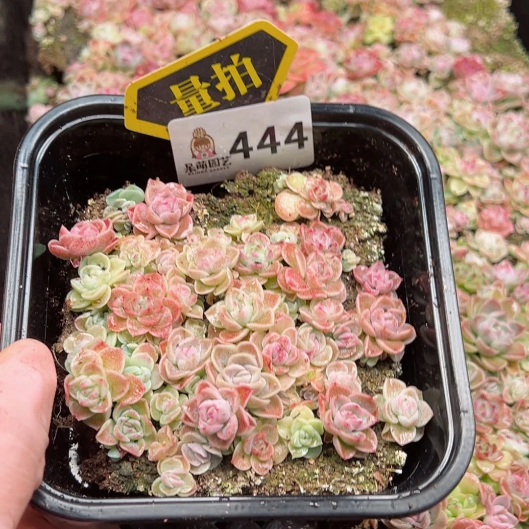 多肉植物多肉植物