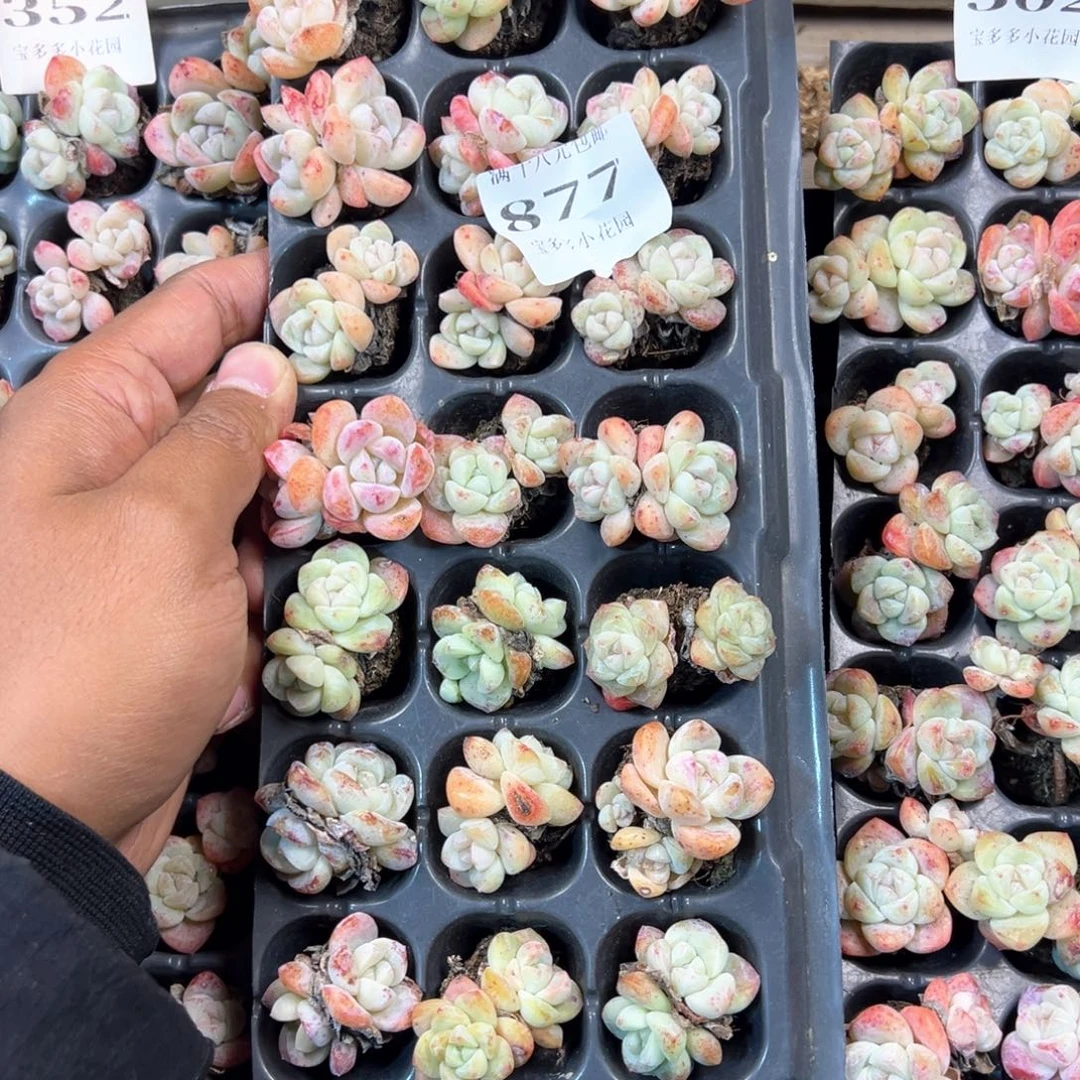 877号瑕疵冰玉到手21颗 不包整散 不售后