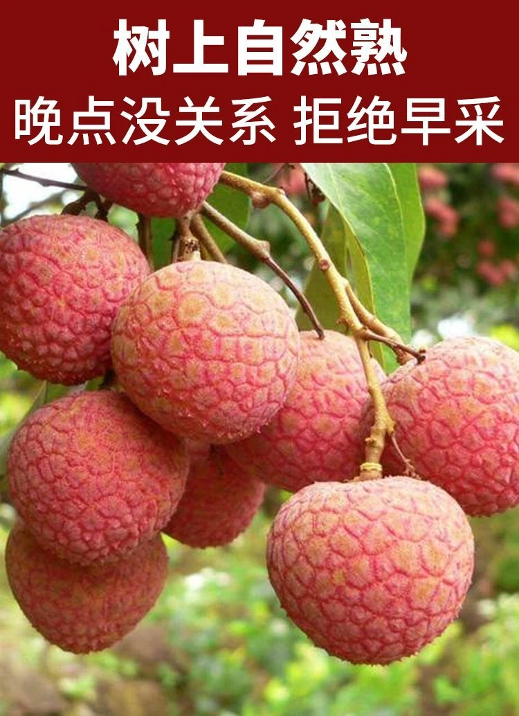 2025荔枝新鲜当季正宗茂名黑叶老树荔枝整箱水果发完包邮树上熟