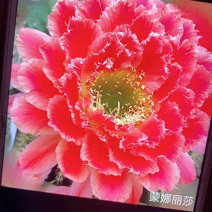 蒙娜丽莎侧芽5公分毛花柱