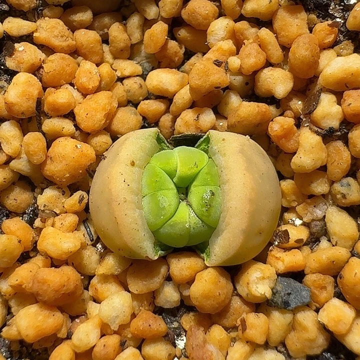 S***o生石花111112。  367