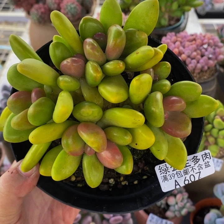 芒果kk奶13cm607多肉植物