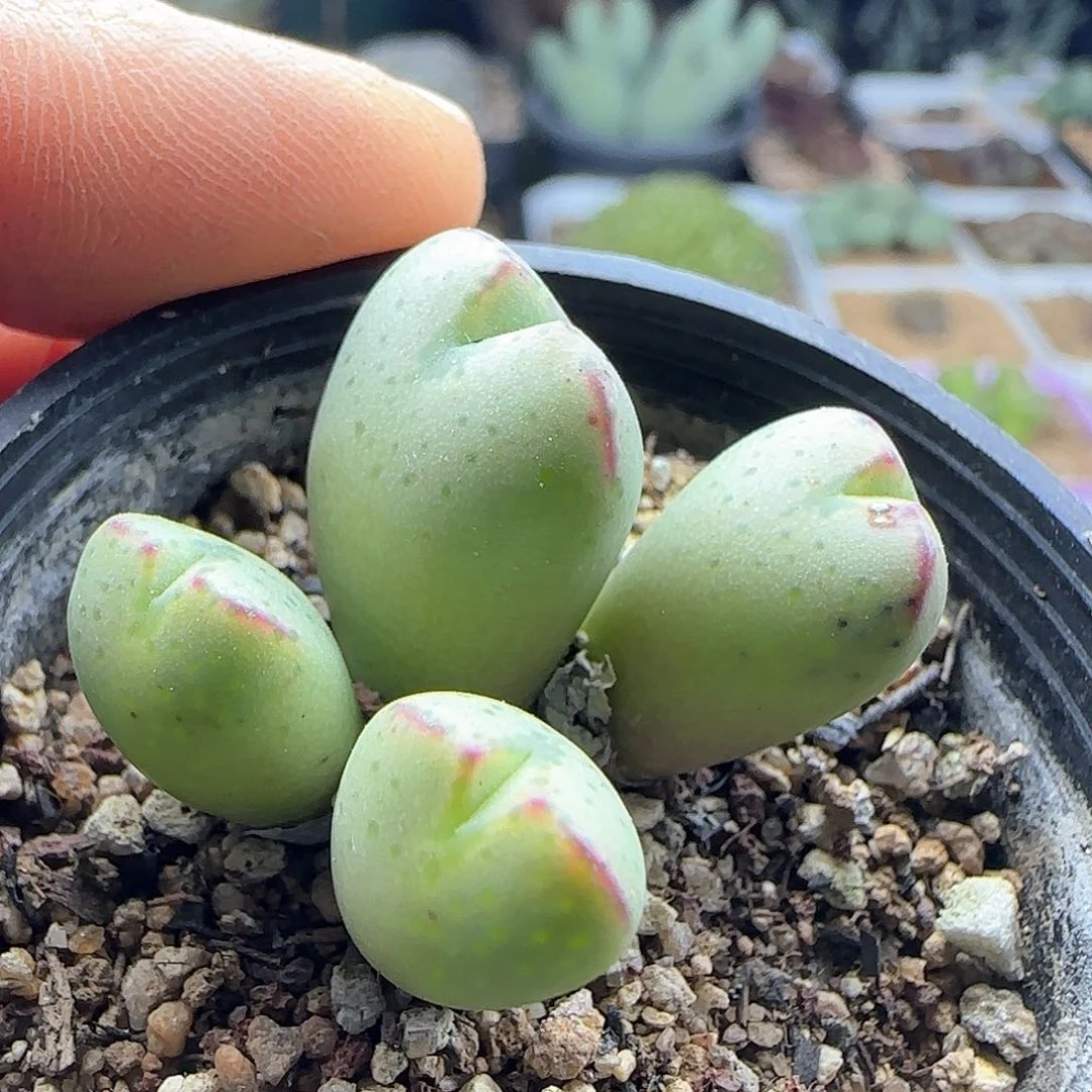 平**淡脱土发货28包邮25858