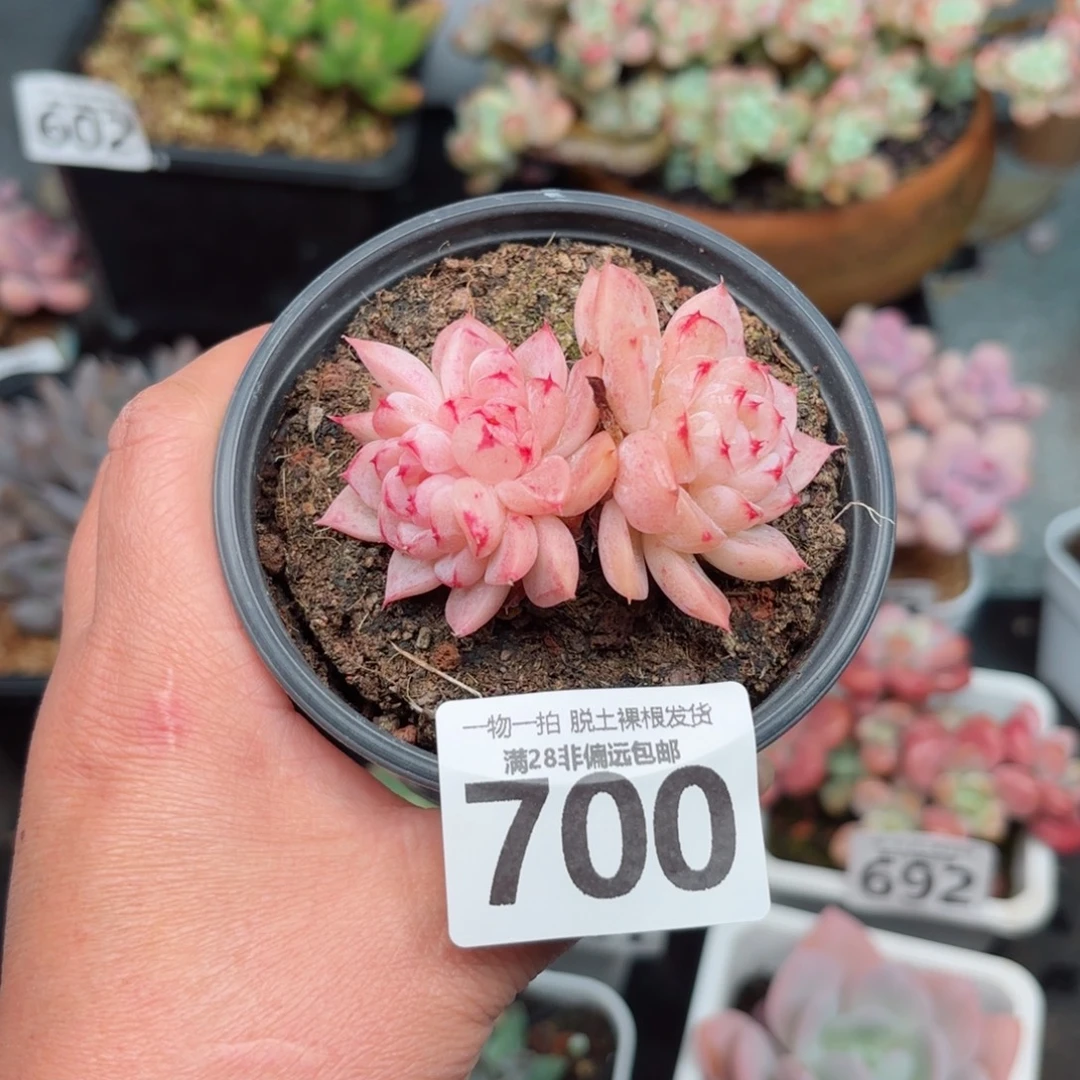 天鹅绒不包整无盆土发货