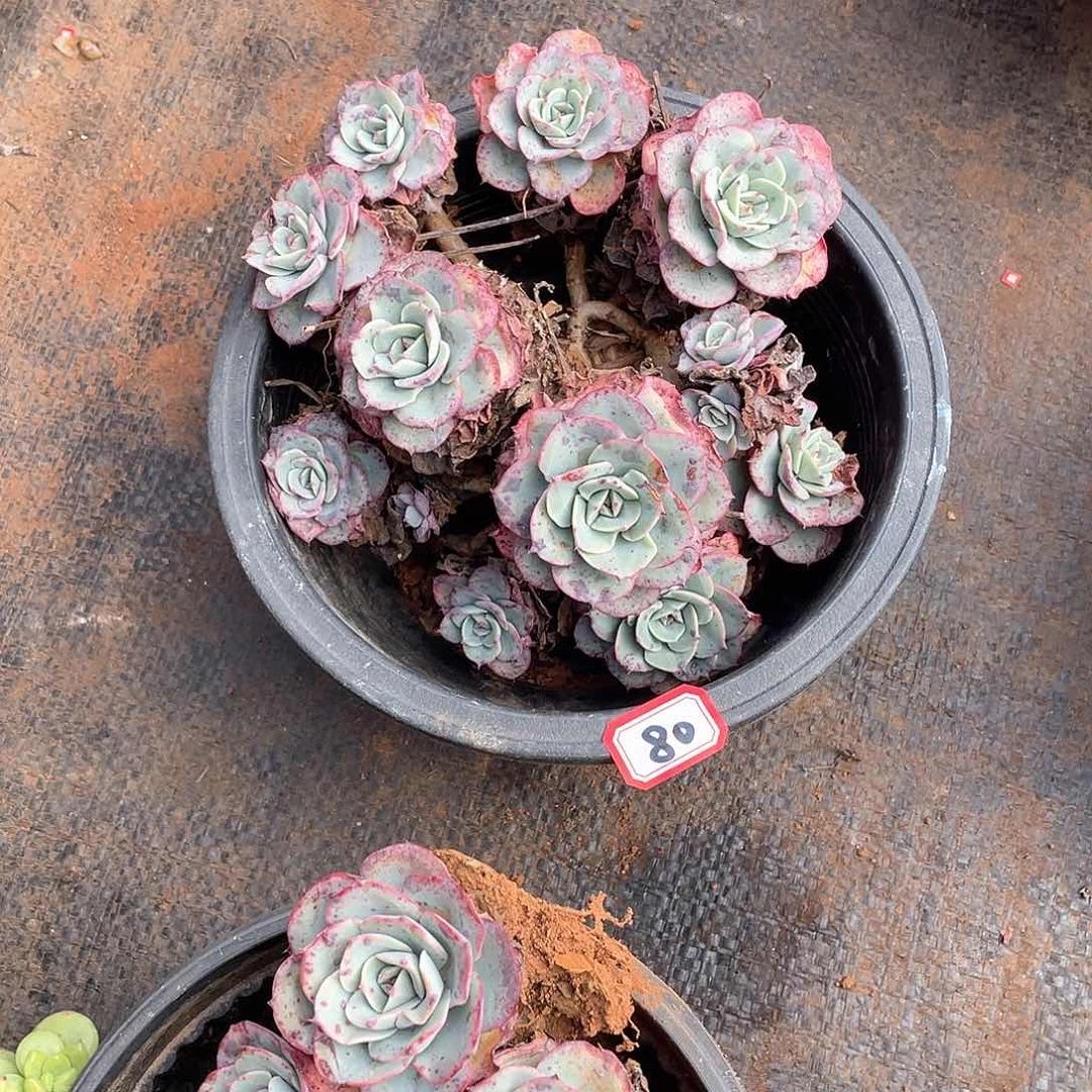 80黄桃 一物一拍多肉