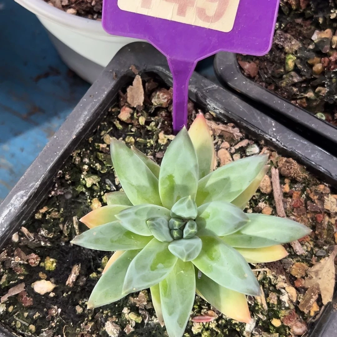 莫吉托多肉植物149